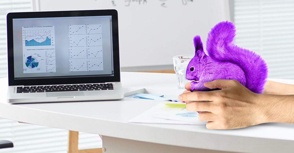 Image of a purple squirrel on a desk which symbolises a perfect candidate for your job requisition